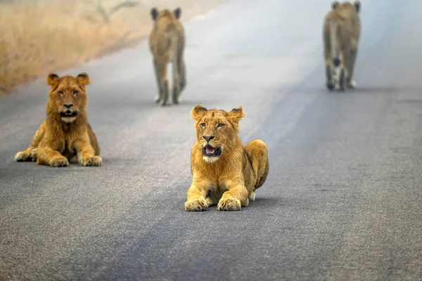 Löwen Panthera Leo Auf Einer Asphaltierten Straße Kruger Nationalpark Südafrika — Stockfoto