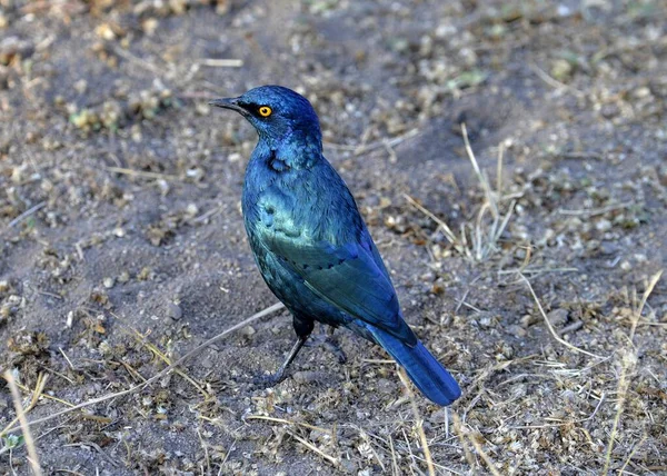 Greater Blue Eared Starling Lamprotornis Chalybaeus Nordmanni Kruger National Park — Stock Photo, Image