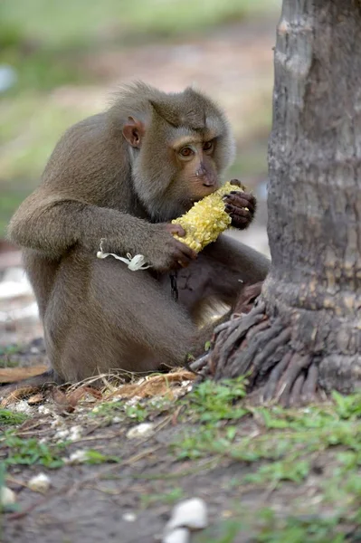 北方猪尾猕猴 Macaca Leonina 以玉米芯为食 泰国拉麦 高松井 — 图库照片