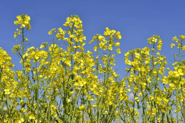 Kwiat Rzepaku Brassica Napus Sursee Szwajcaria Europa — Zdjęcie stockowe