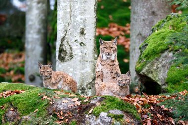 Eurasian lynx (Lynx lynx), dam with two offspring, captive, Germany, Europe clipart