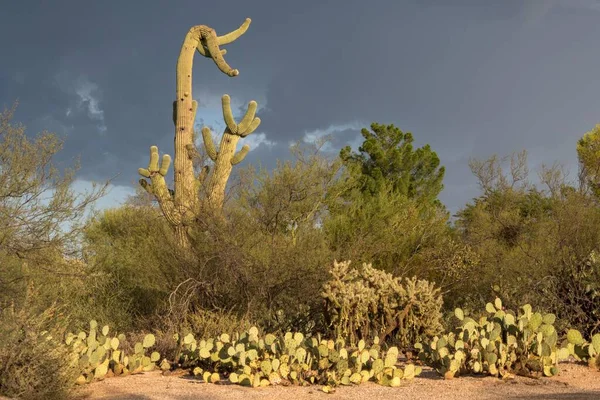 Saguaro Carnegiea Gigantea Cactus Landscape Tucson Arizona Usa North America — Stock Photo, Image
