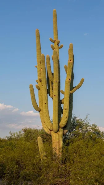 Giant Saguaro Carnegiea Gigantea National Park Tucson Arizona Usa North — Stock Photo, Image