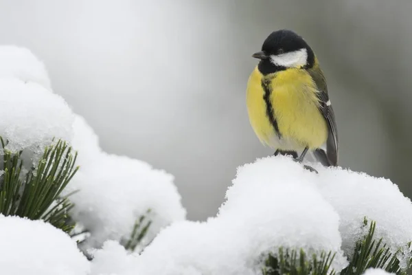 Great tit (Parus major) in the snow, Emsland, Lower Saxony, Germany, Europe