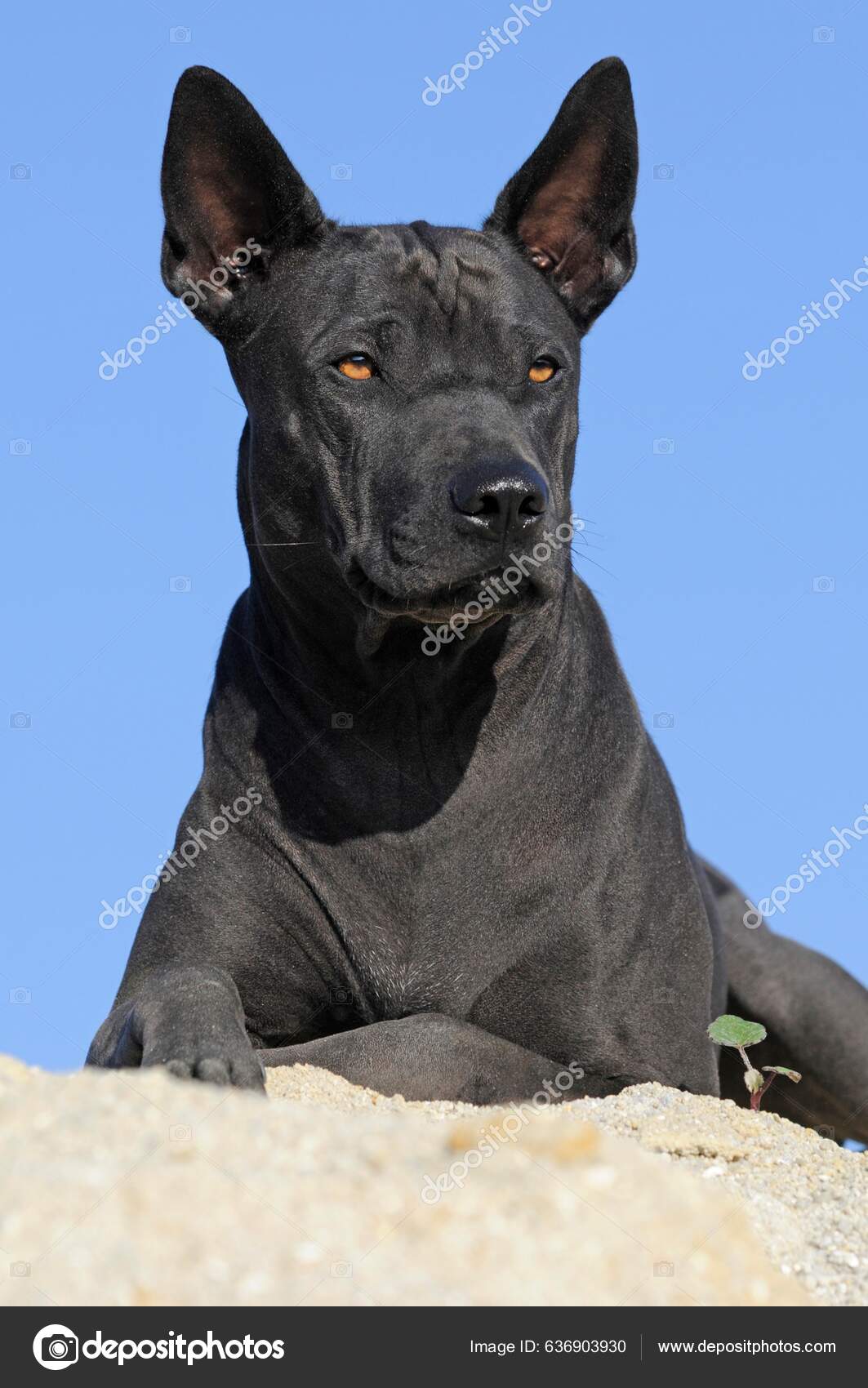 Thai Ridgeback Black Rhodesian Ridgeback Phu Quoc Ridgeback