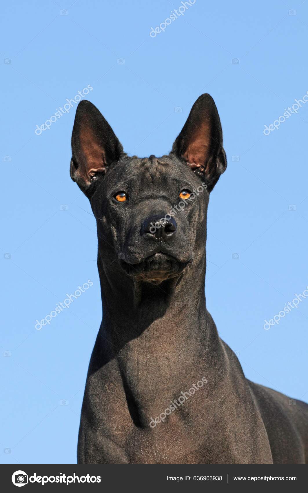 Thai Ridgeback Black Female Portrait Stock Photo by
