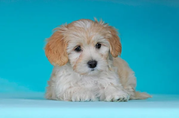 Havanese Puppy Brown White Weeks Portrait — Stockfoto
