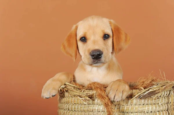 Labrador Retriever Yellow Puppy Weeks Old Sitting Bast Basket — Fotografia de Stock