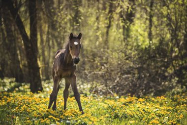 Brown Foal (Equus) stands in the forest on a flowery meadow, Switzerland, Europe clipart