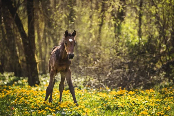 Brown Foal Equus Stands Forest Flowery Meadow Switzerland Europe — Φωτογραφία Αρχείου