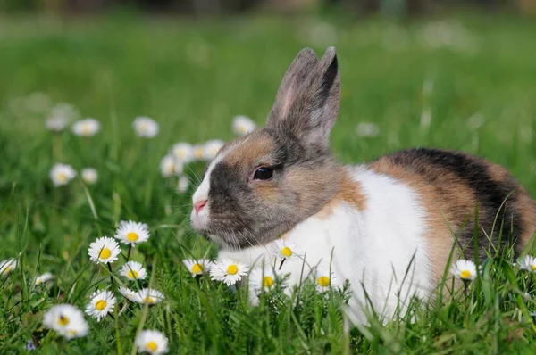 Dwarf rabbit, three-coloured, sitting in daisy meadow