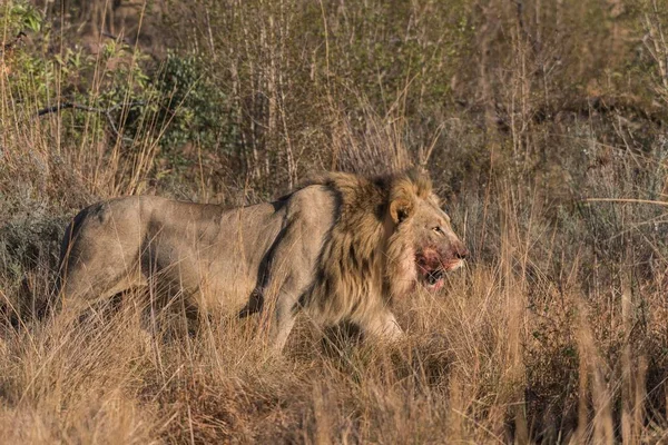Lion (Panthera leo), male with blood on his mouth running through bushland, Welgevonden Privat Game Reserve, Waterberge, Limpopo, South Africa, Africa