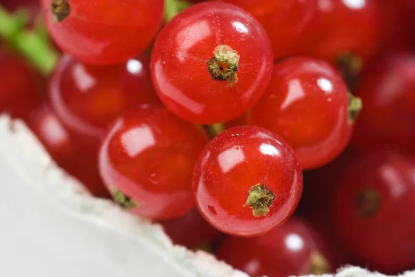Red Currants Ribes Rubrum — Stock Photo, Image
