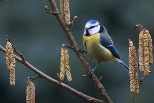 Blue Tit Parus Caeruleus Sits Blossoming Branch Hazelnut Emsland Lower — Stockfoto