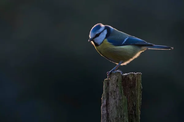 Blue Tit Parus Caeruleus Sits Back Light Wooden Pole Emsland — Fotografia de Stock