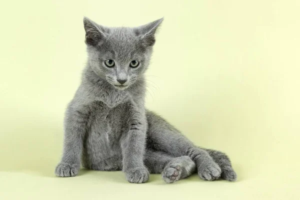 Breedcat Russian Blue Felis Silvestris Catus Weeks Kitten Sitting Studio — стоковое фото