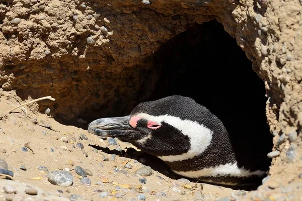 Pingüino Magallánico Spheniscus Magellanicus Animal Adulto Asoma Madriguera Reproductora Punta —  Fotos de Stock