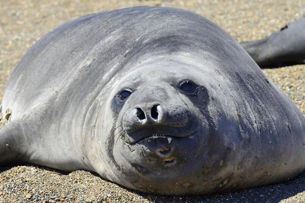 Southern Elephant Seal Mirounga Leonina Beach Isla Escondida Chubut Argentina — Stock Photo, Image