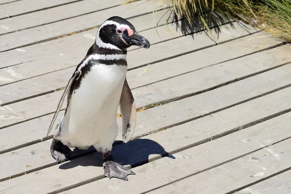 Magellanic Penguin Spheniscus Magellanicus Runs Wodden Path Punta Tombo Chubut — Stock Photo, Image