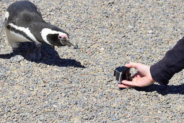 游客拍摄好奇的麦哲伦企鹅 Spheniscus Magellanicus 的照片 — 图库照片