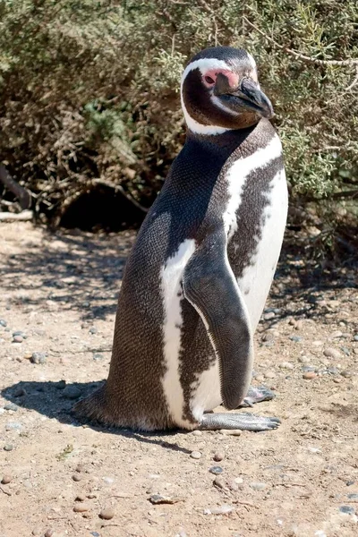 Pinguino Magellano Spheniscus Magellanicus Punta Tombo Chubut Argentina Sud America — Foto Stock