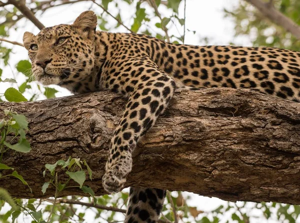 Leopardo Panthera Pardus Hembra Acostada Rama Reserva Caza Mashatu Tuli — Foto de Stock