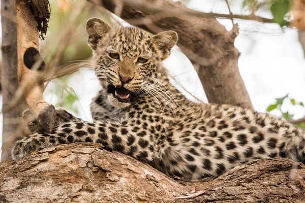 Leopard Panthera Pardus Νεαρό Ζώο Στο Δέντρο Ιμπάλα Θήραμα Mashatu — Φωτογραφία Αρχείου
