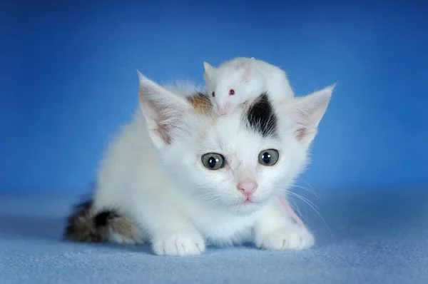 Kitten Wit Met Makreel Wit Gekleurde Fancy Muis — Stockfoto