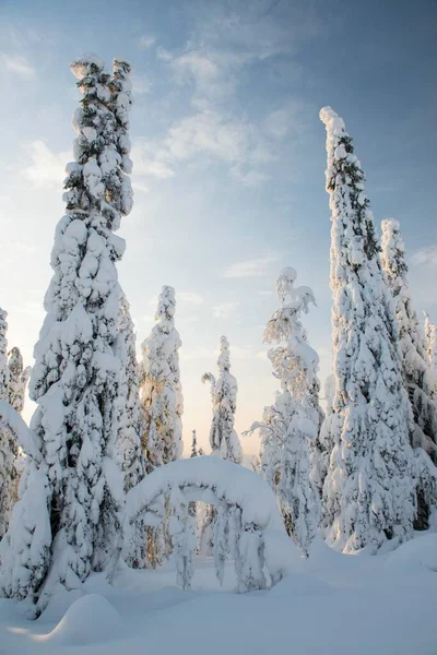 Schneebedeckte Bäume Fichten Fjeld Winter Riisitunturi Nationalpark Posio Lappland Skandinavien — Stockfoto