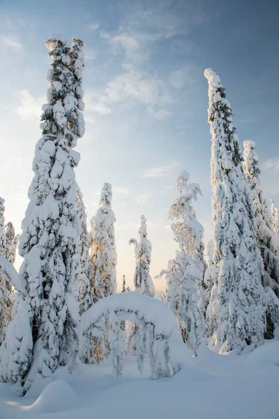 Met Sneeuw Bedekte Bomen Sparren Fjeld Winter Nationaal Park Riisitunturi — Stockfoto