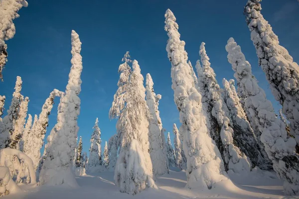 Met Sneeuw Bedekte Bomen Sparren Fjeld Winter Nationaal Park Riisitunturi — Stockfoto