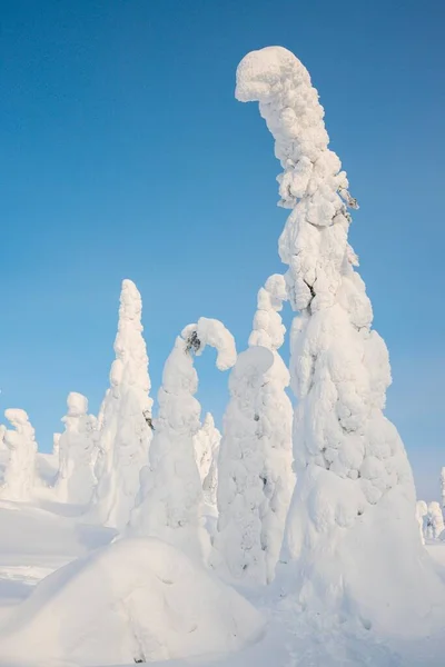 Snow Covered Trees Spruces Fjeld Winter Riisitunturi National Park Posio — Stock Photo, Image