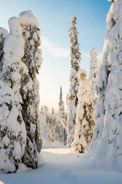 Árboles Cubiertos Nieve Spruces Fjeld Invierno Parque Nacional Riisitunturi Posio —  Fotos de Stock