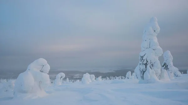 Ośnieżone Drzewa Świerki Fjeld Zimą Park Narodowy Riisitunturi Posio Laponia — Zdjęcie stockowe