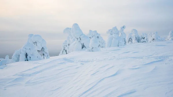 Hóval Borított Fák Lucfenyők Télen Fjeld Riisitunturi Nemzeti Park Posio — Stock Fotó