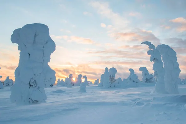 Schneebedeckte Bäume Fichten Fjeld Winter Riisitunturi Nationalpark Posio Lappland Skandinavien — Stockfoto