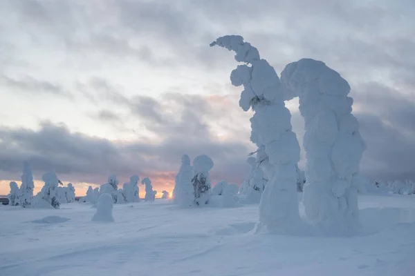 Met Sneeuw Bedekte Bomen Sparren Fjeld Winter Nationaal Park Riisitunturi — Stockfoto