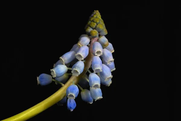 Hyacinth Hyacinthaceae — 图库照片