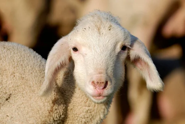 Лэмб Мериносовые Овцы Крупным Планом — стоковое фото