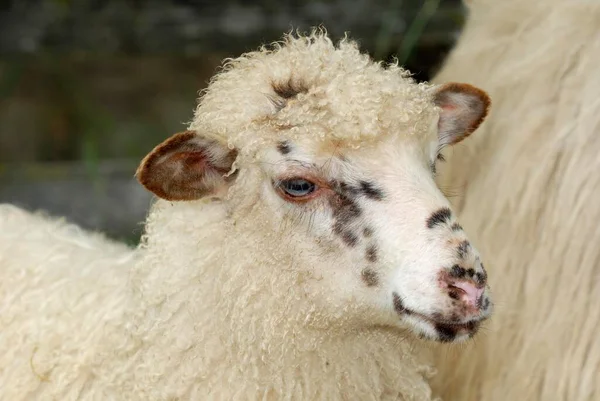 壁虎羊 濒临绝种的兰德尔羊 的肖像 — 图库照片