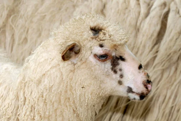 Porträt Eines Walachischen Schafes Stark Gefährdete Landrassenschafe — Stockfoto