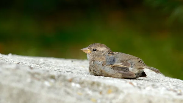 Young Sparrow Warms Itself Warm Stone Germany Europe — Stock Photo, Image