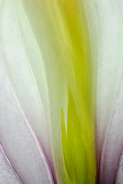 Vedere Detaliată Dintr Ceapă Roșie Allium Cepa — Fotografie, imagine de stoc