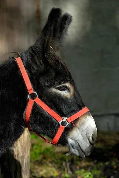 德国欧洲驴 马尾松 的肖像 — 图库照片