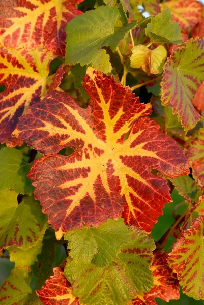 Vine Leaf Autumn Germany Europe — Stock Photo, Image