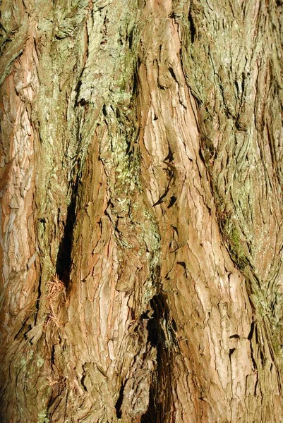 Bark Structure Metasequoia Metasequoia Glyptostroboides — Stock Photo, Image