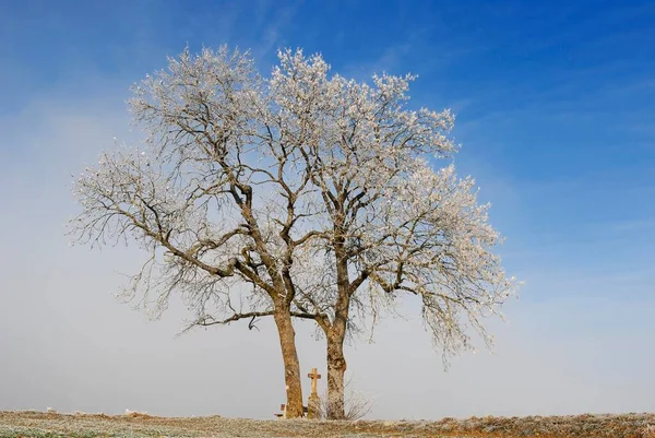 Duas Árvores Com Geada Casco — Fotografia de Stock
