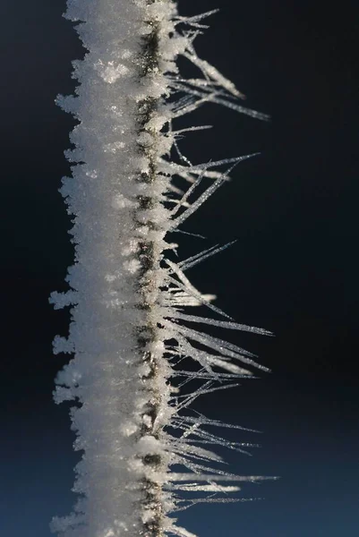 氷の木の枝に覆われ — ストック写真
