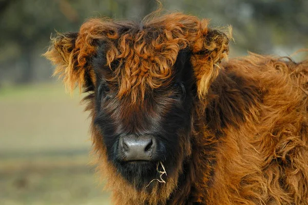 Молодой Шотландский Скот — стоковое фото