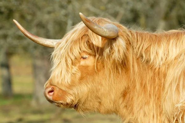 Scottish Highland Cattle Close — Fotografia de Stock